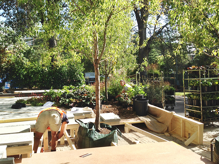 Melbourne Landscape Design company Ian Barker Gardens begin planting 