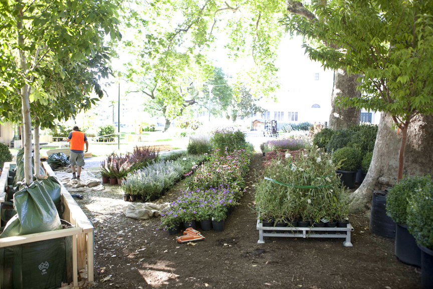 The perennial plants for our garden 'The New Wave' have been delivered to our site in the Carlton Gardens and are waiting to go in.