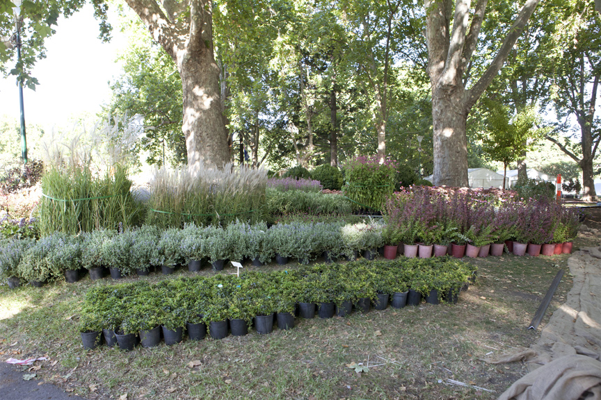 Pots and pots of perennials ready for the Ian Barker Gardens team to place them in the garden.