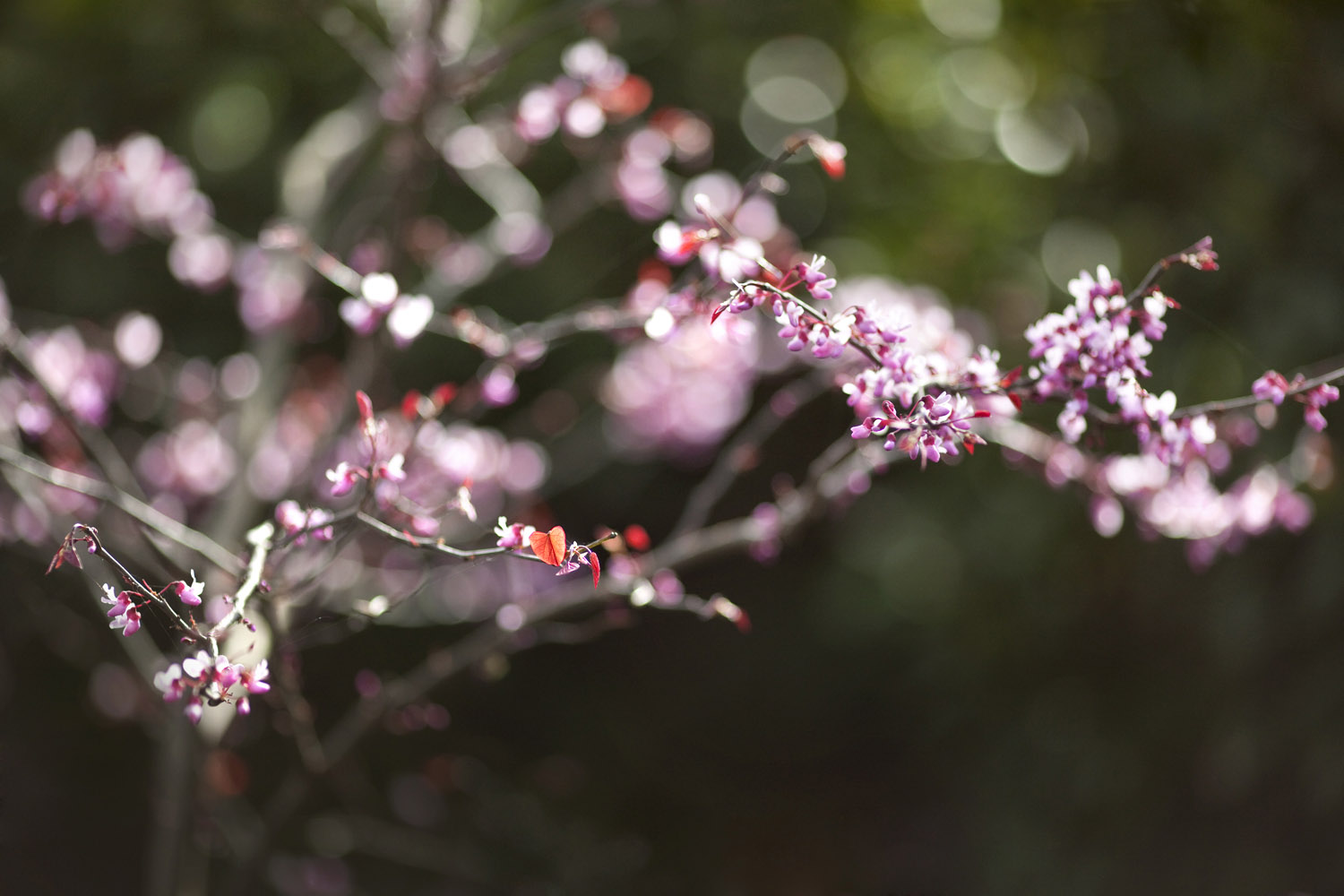 Blossoms emerging from a Forest Pansy tree in an Ian Barker Garden in Balwyn