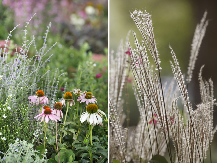 Detail shots from 'The New Wave' by Ian Barker Gardens at the Melbourne International Flower & Garden Show. The garden features plants such as echinacea purpurea, perovskia atriplicifolia & miscanthus 'Eileen Quinn'.