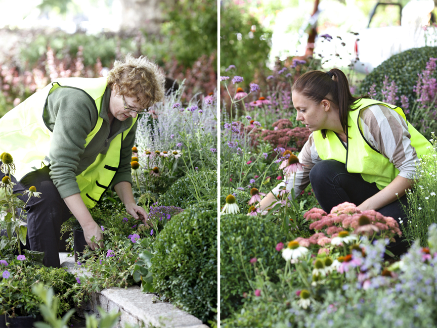 The placement of the perennial plants in the garden beds requires a keen eye, patience and precision from the dedicated team at Ian Barker Gardens.