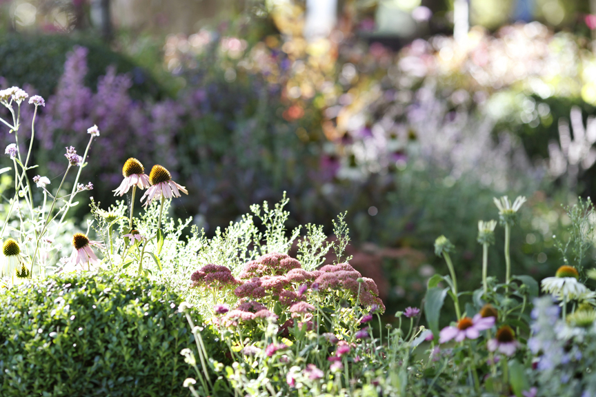 Plant detail in 'The New Wave' by Ian Barker Gardens, featuring Echinacea purpurea, Sedum and Buxus