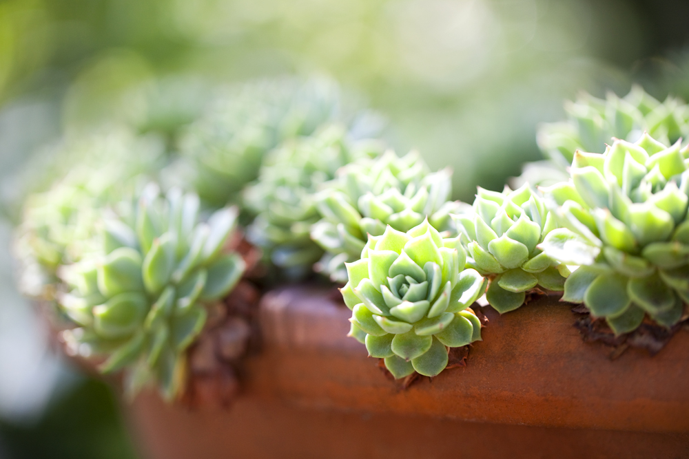 Succulent bowl in a garden maintained by Ian Barker Gardens in Camberwell