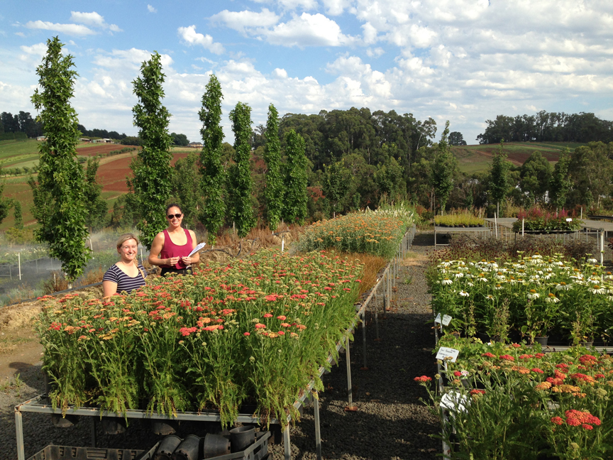 Design Manager Bethany Williamson from Ian Barker Gardens visits MIFGS plants up at Flemings Nurseries.