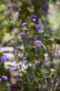 Beautiful purple Verbena bonariensis detail blooms spectacularly in a plant focused garden in Box Hill designed by Melbourne Landscape Design company Ian Barker Gardens.