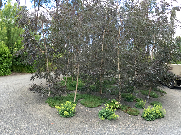 A small forest of Betual 'Royal Frost' underplanted with Persicaria in Matt from Antique Perennials' garden in Kinglake