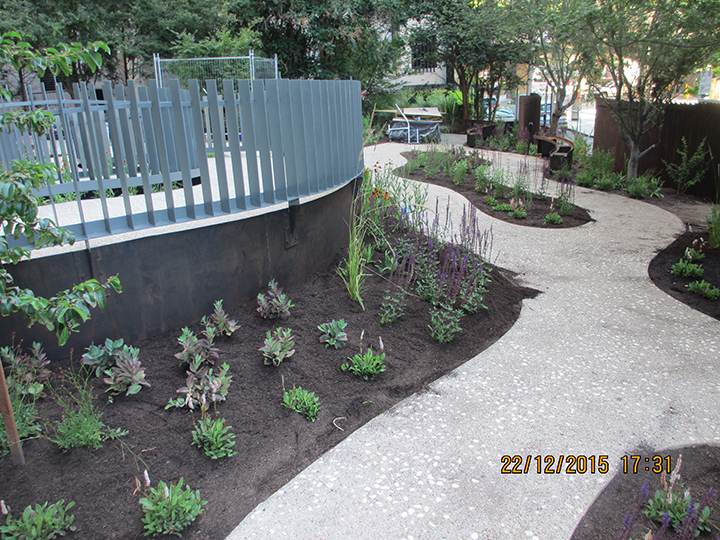 Curved pebble concrete paths and garden beds in the newly constructed garden at 28 Southgate designed and built by Ian Barker Gardens