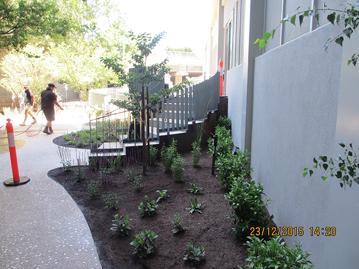 Newly planted perennials in the garden at 28 Southgate designed by Ian Barker Gardens will take flight in no time and help to soften the lines of the surrounding hardscape