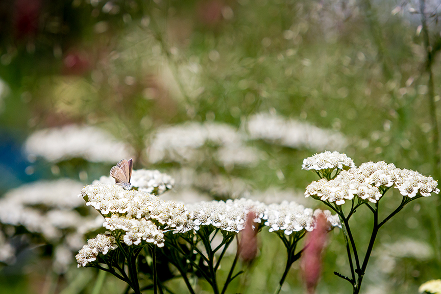 Ian Barker Gardens_Melbourne International Flower & Garden Show 2016_Erik Holt Photography_Achillea Mondpagode