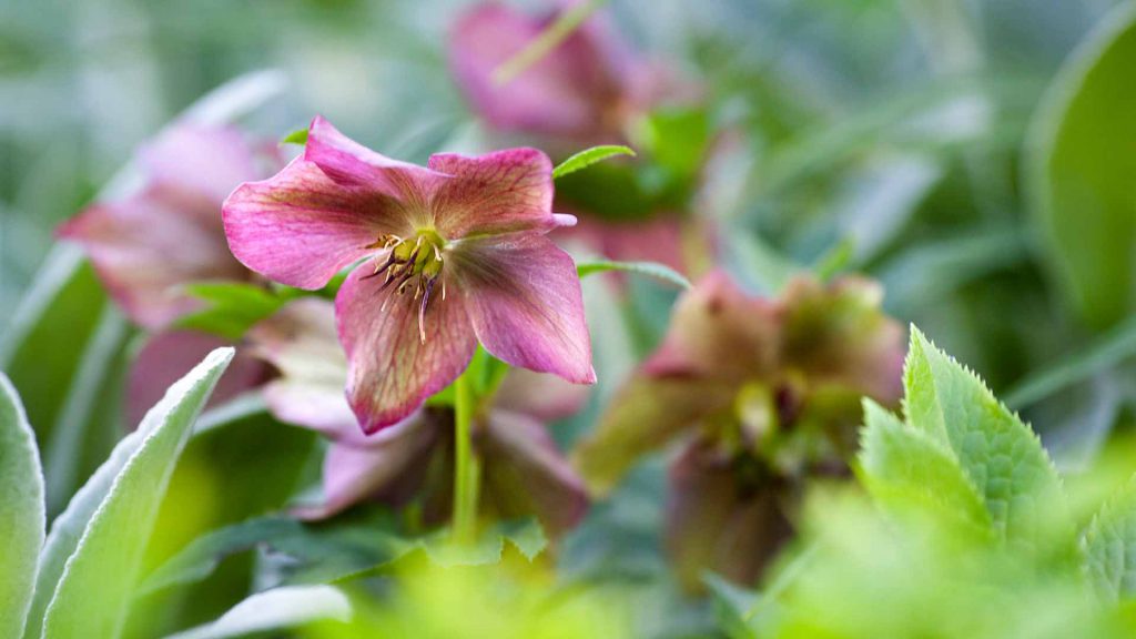 Glen Iris - Garden Design Project - Ian Barker Gardens