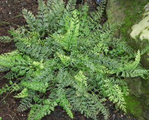 asplenium bulbiferum