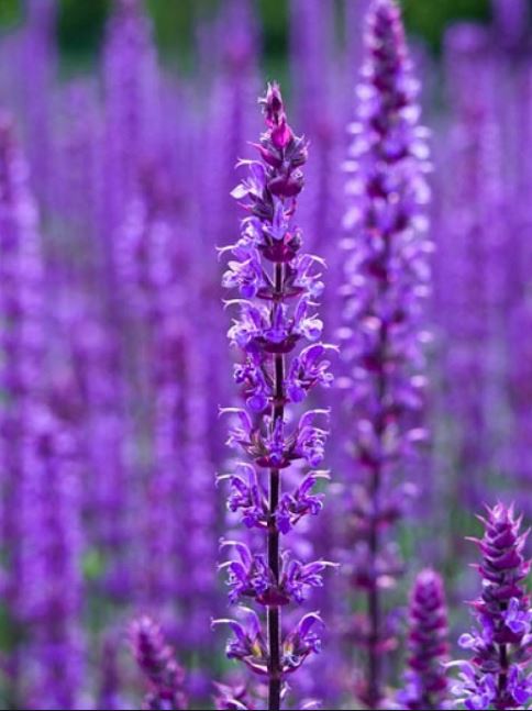 Salvia nemorosa Caradonna Balkan clary Ian Barker Gardens