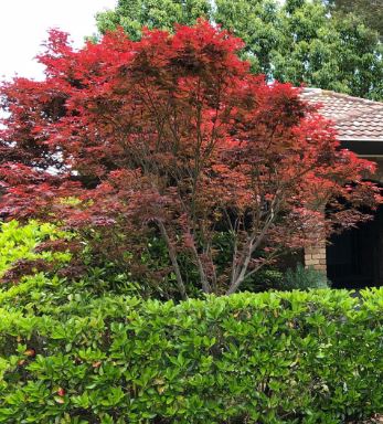 Acer Palmatum. A favourite tree for its Autumn colour in our garden designs. Featured here at our Surrey Hills project by Ian Barker Gardens