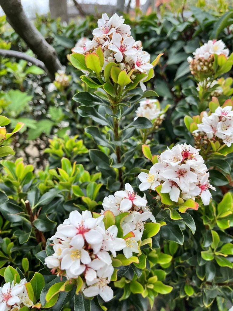 Rhaphiolepsis indica 'Oriental Pearl'