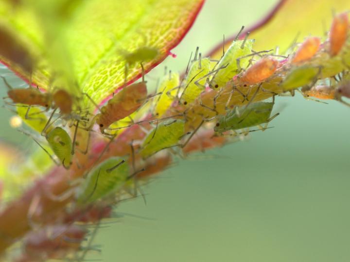 Aphids featured by Ian Barker Gardens in Spring Garden Maintenance guide