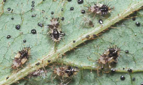 Azalea lace bugs featured by Ian Barker Gardens in Spring Garden Maintenance guide