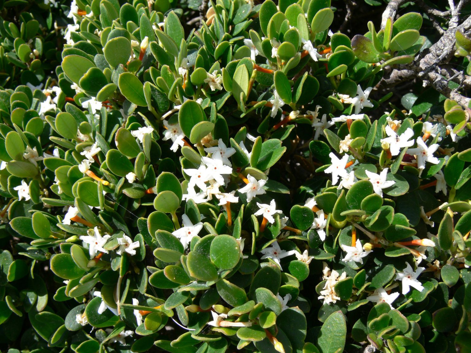 Alyxia buxifolia ΓÇô Sea Box - Ian Barker Gardens