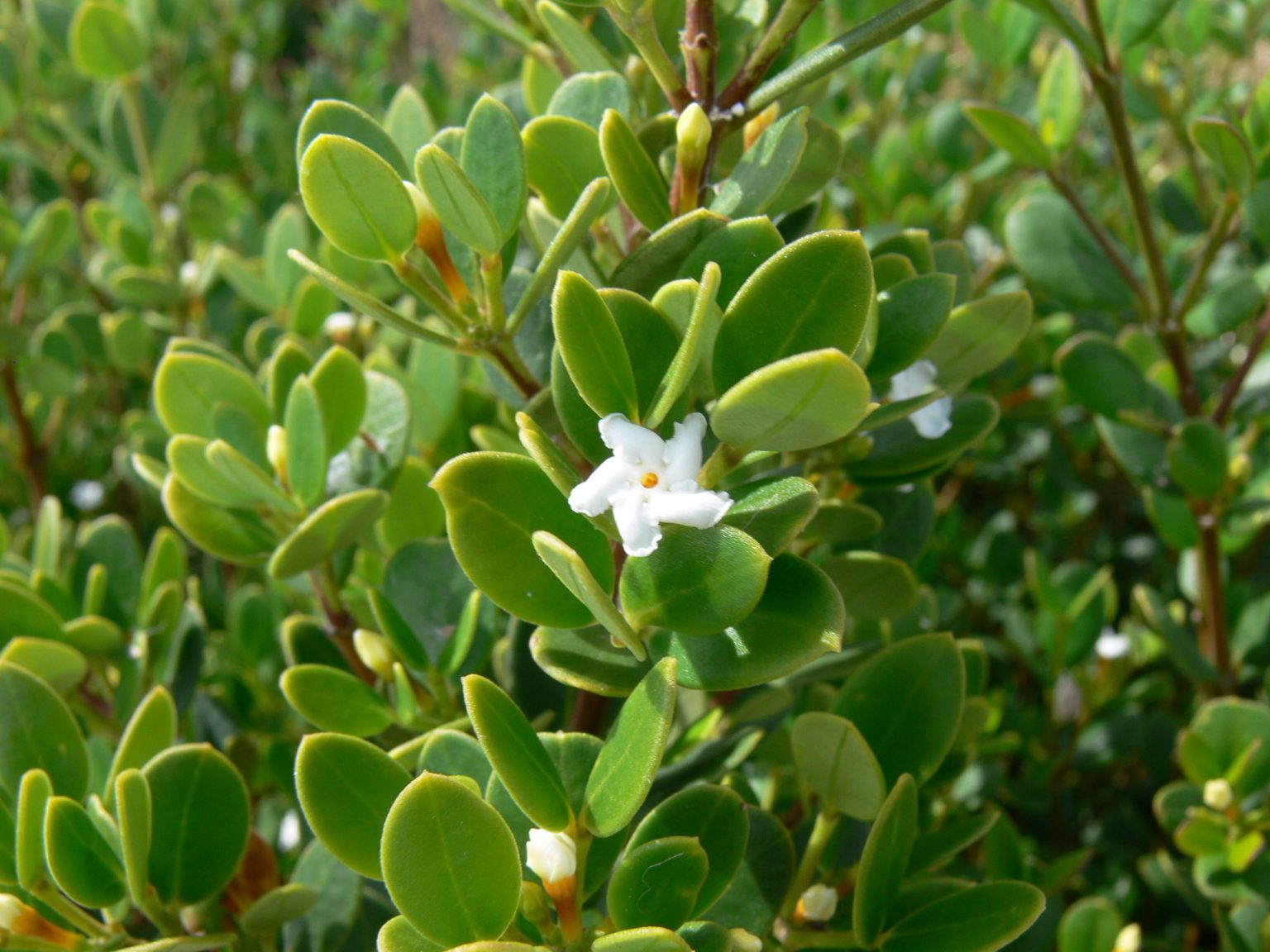 Alyxia buxifolia ΓÇô Sea Box - Ian Barker Gardens