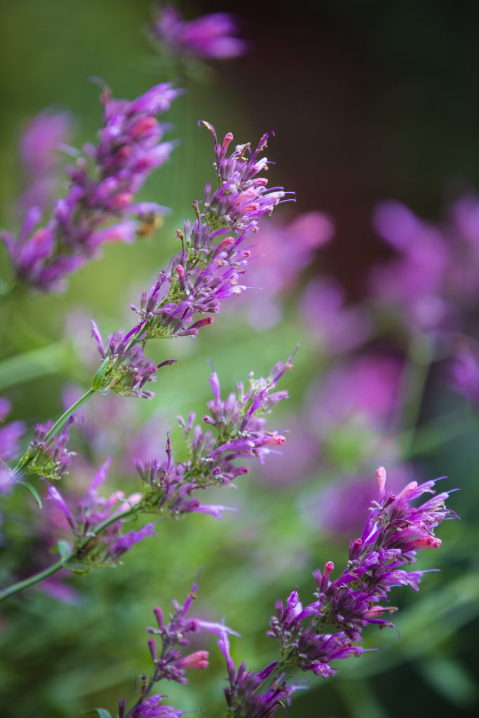 Agastache 'Sweet Lili'