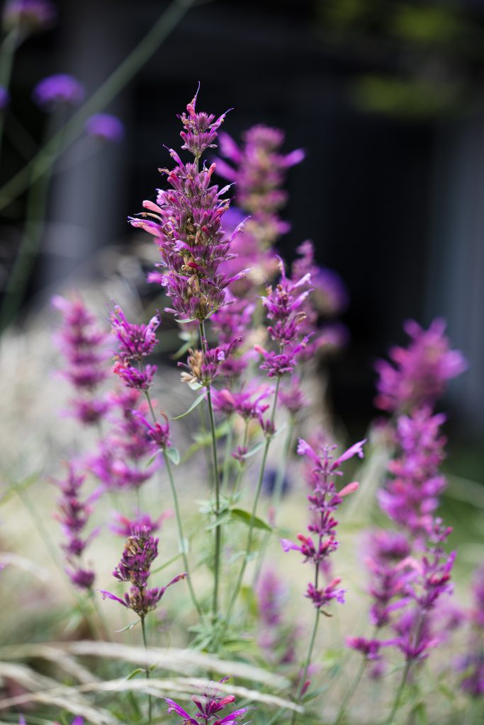 Agastache 'Sweet Lili'