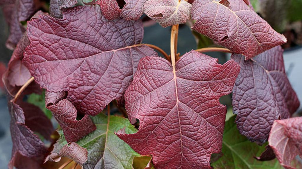 Oakleaf hydrangea foliage in autumn