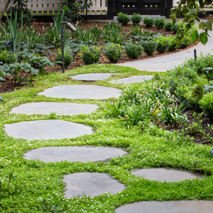 Pratia penductula - White Star Creeper - Ian Barker Gardens