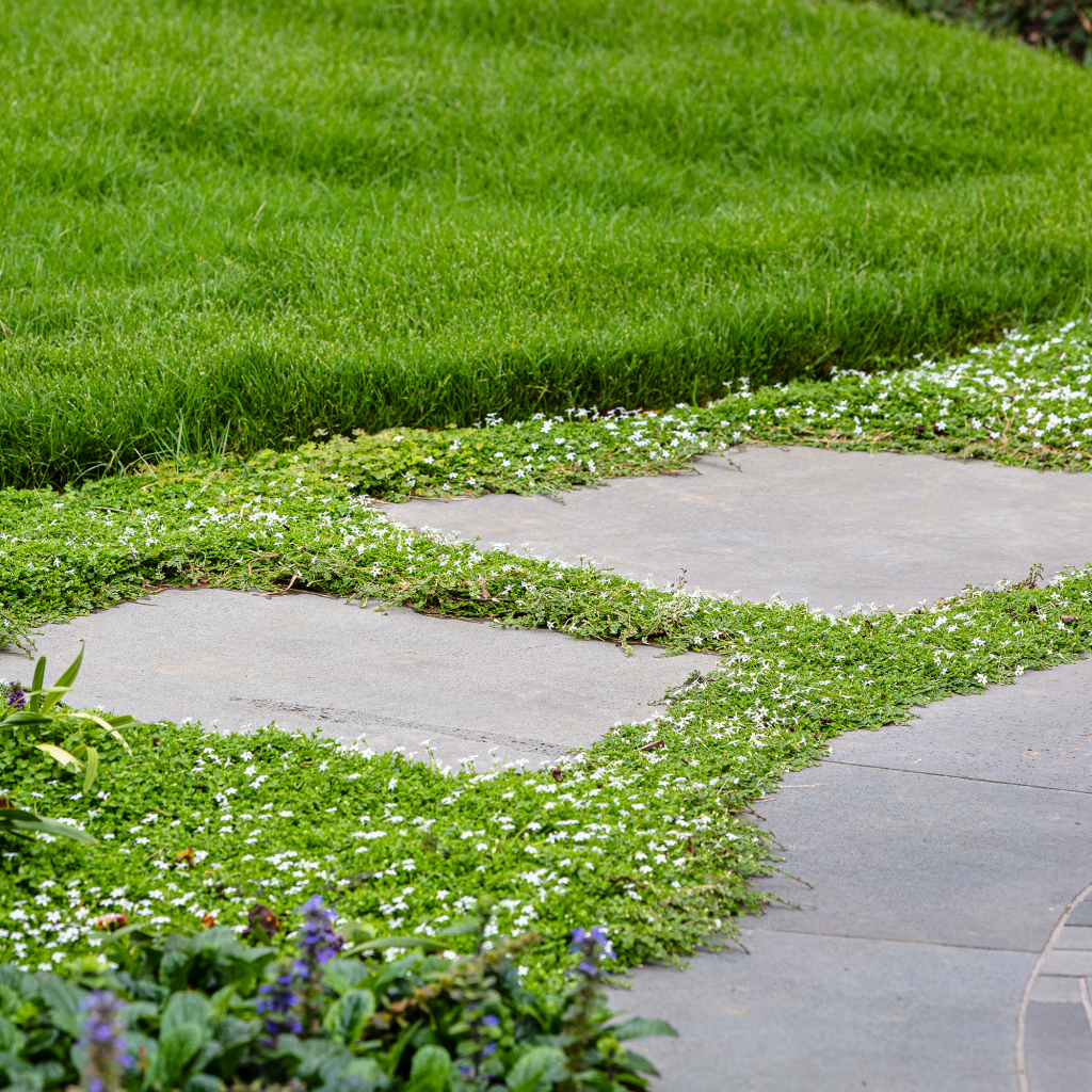 blue star creeper lawn