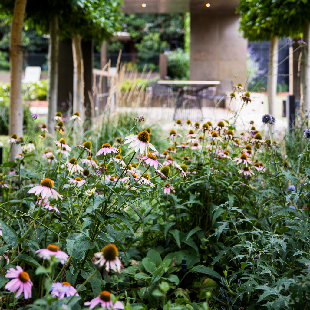 purple coneflower companion plants