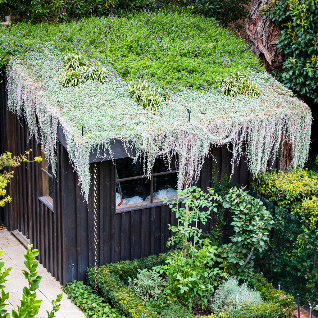 Silver Falls on shed