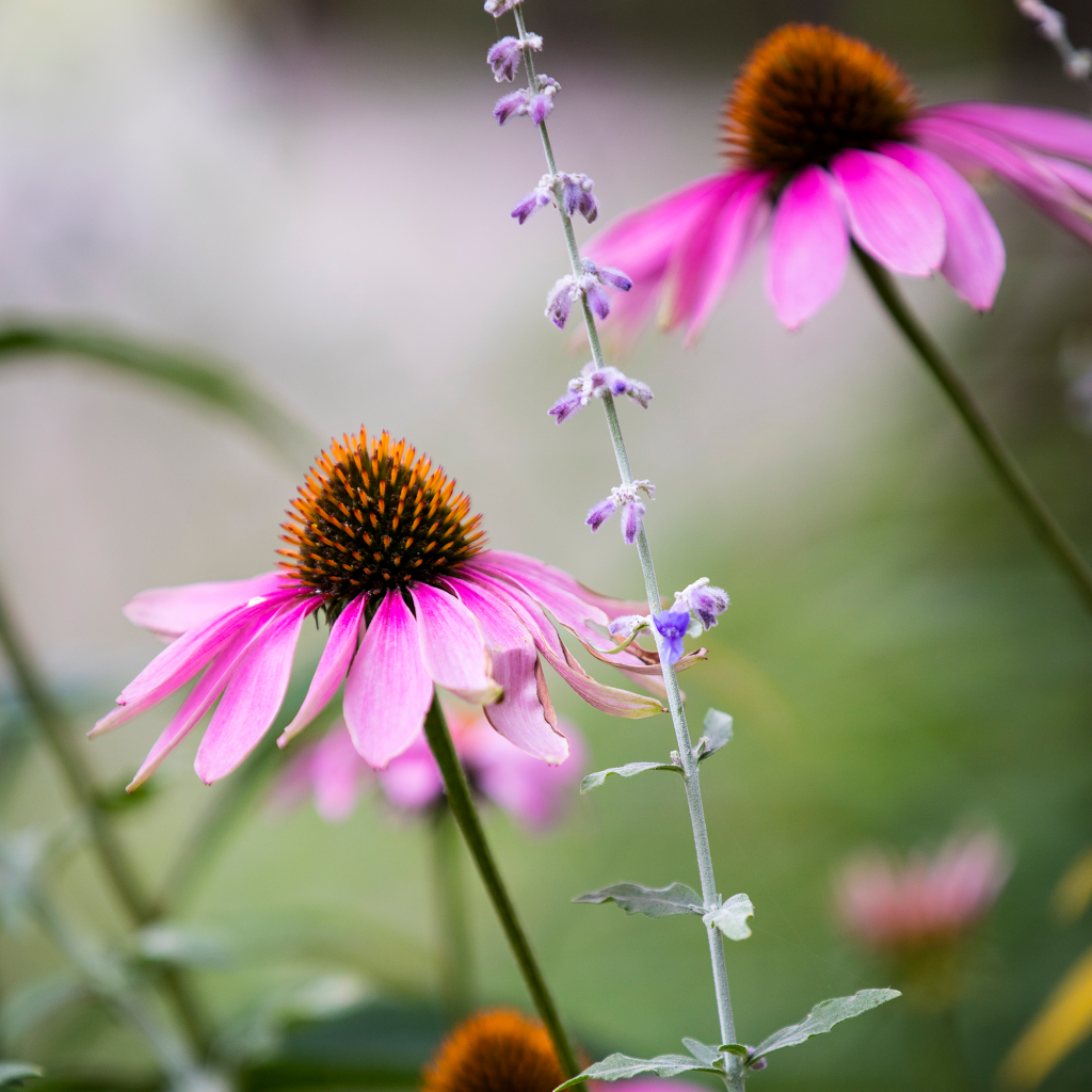 dark purple coneflower