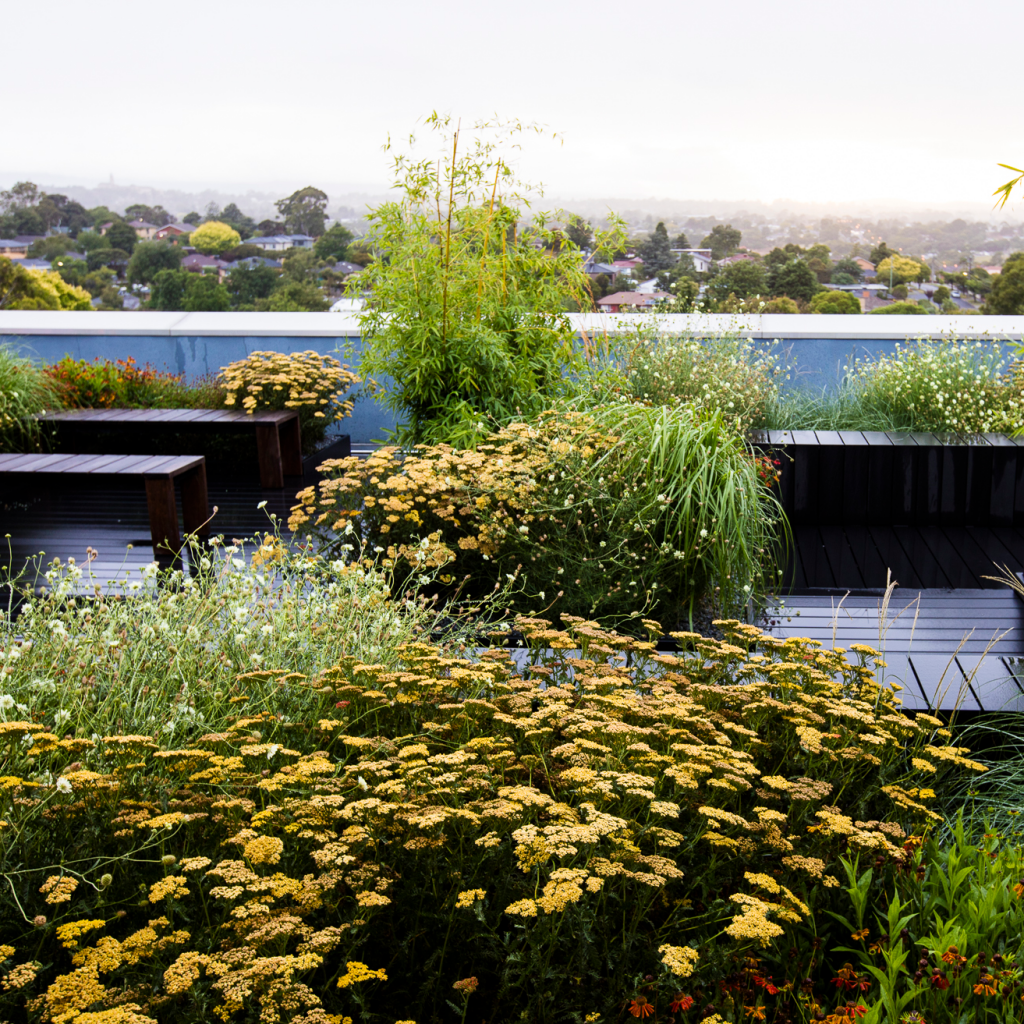 Achillea 'Terracotta'