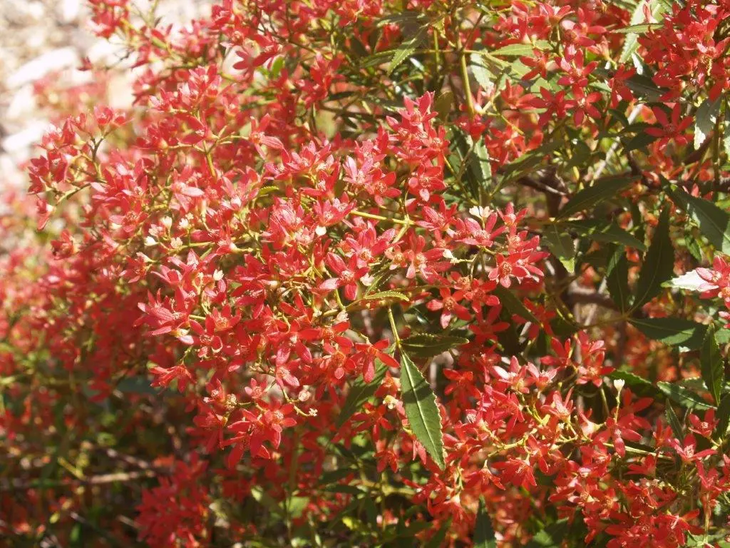 Ceratopetalum alberys ‘Red’ - Christmas Bush