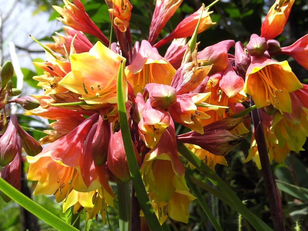 Blandfordia nobilis - Christmas Bell