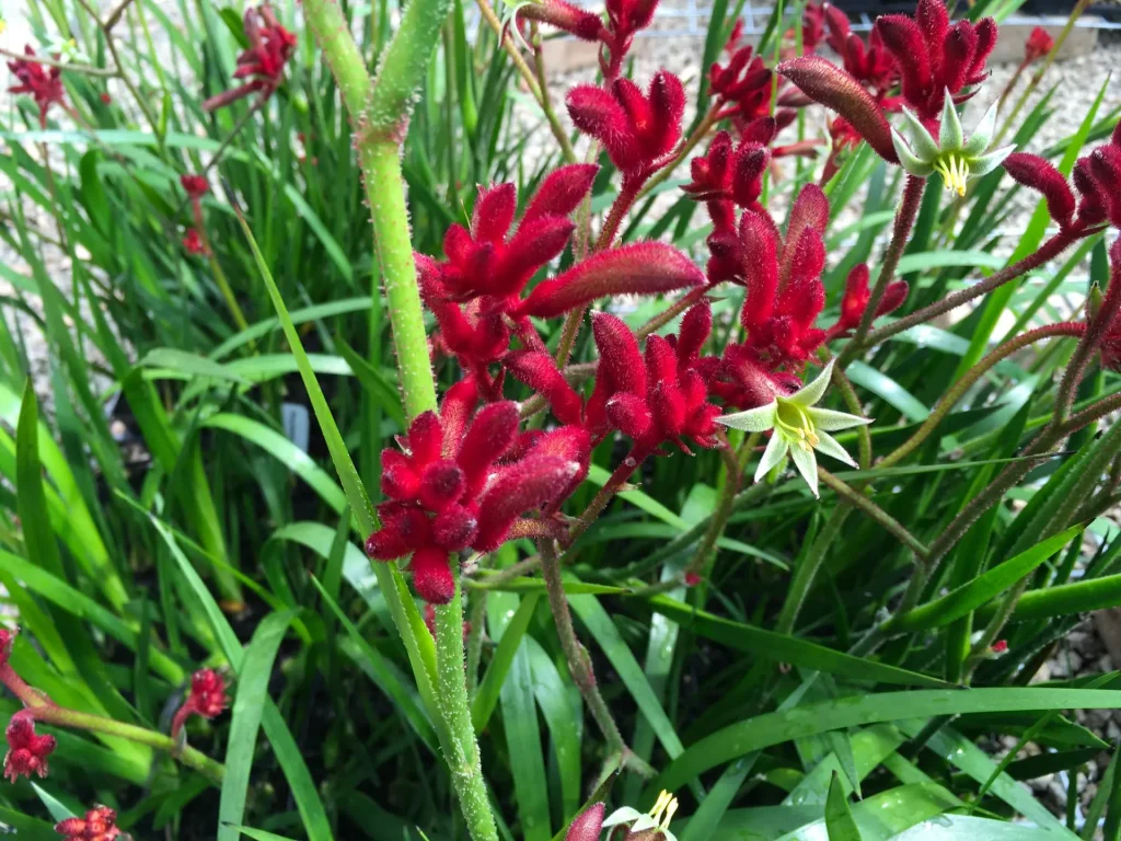 Anigozanthos - Kangaroo paw