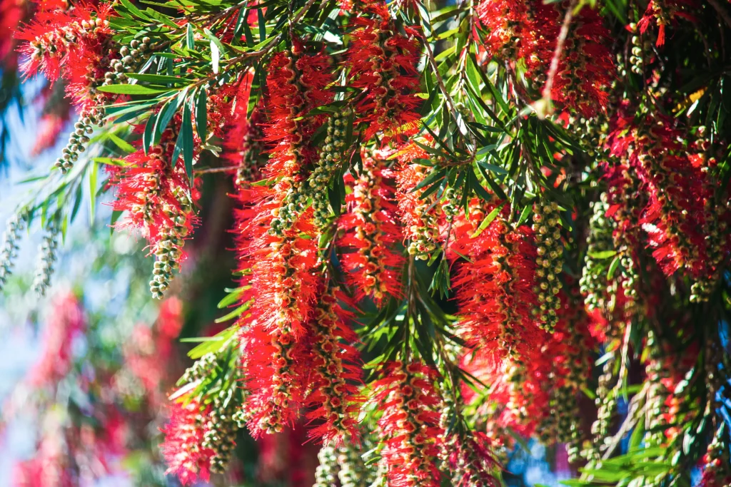 Callistemon – Bottlebrush