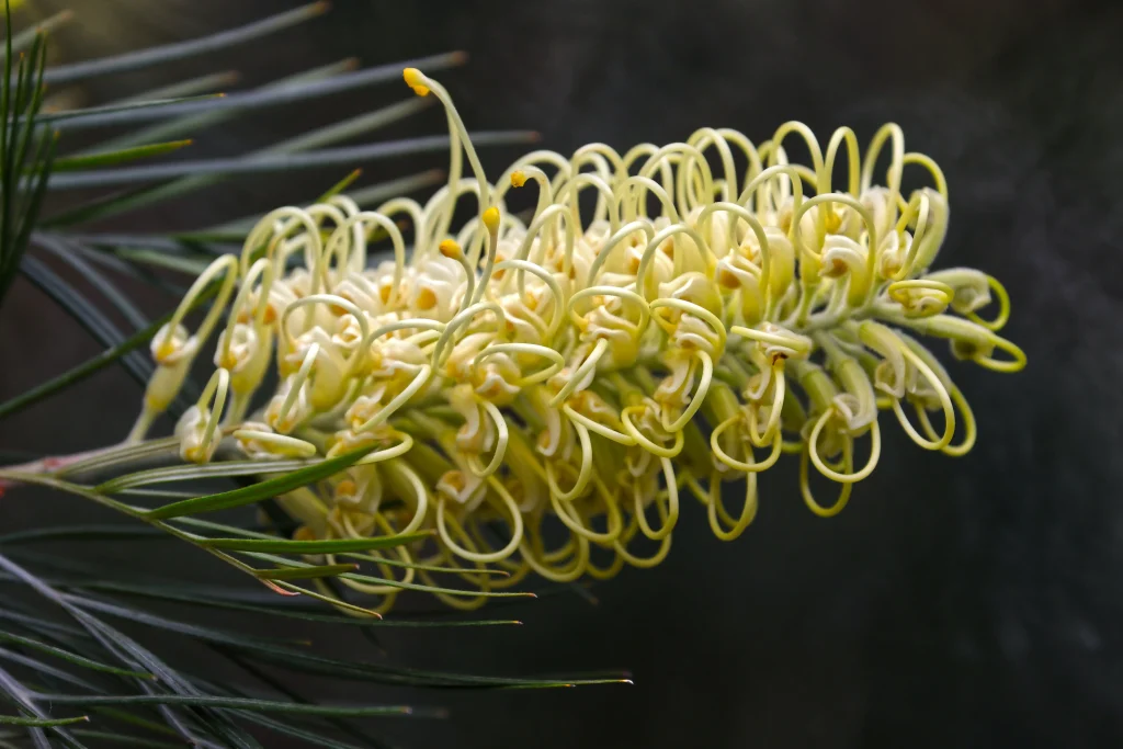 Grevillea angulata - Holly-leaf Grevillea