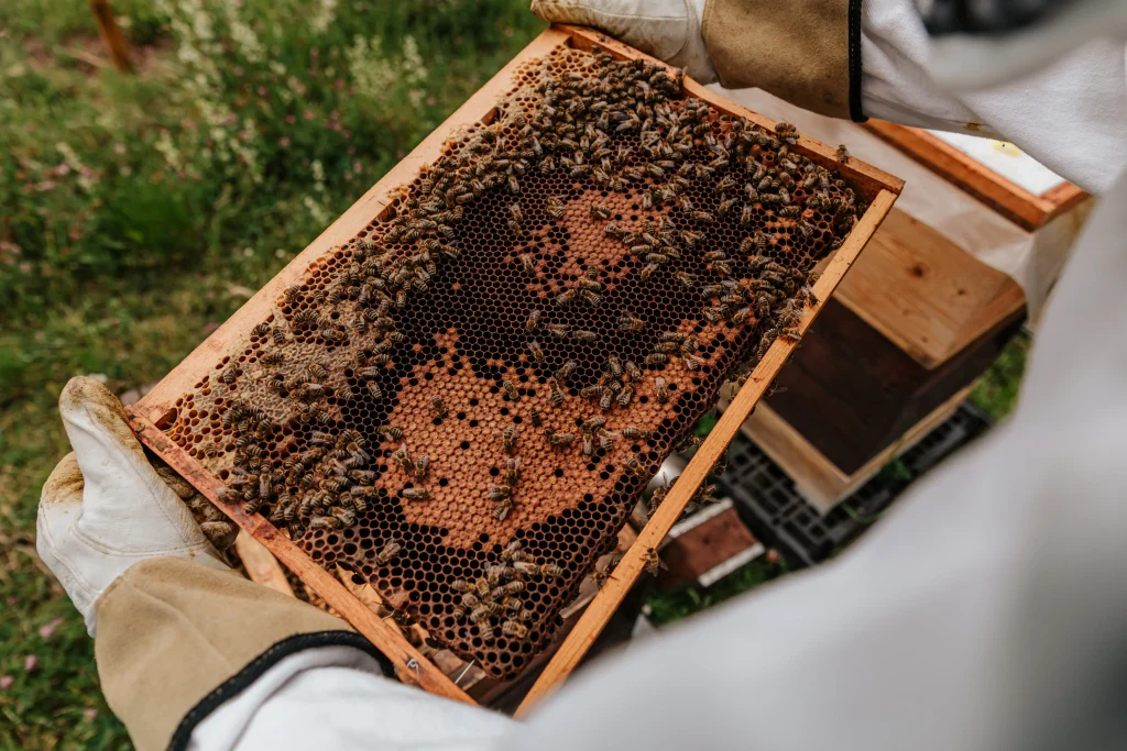 Brood inspection