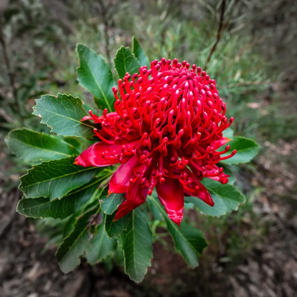 Telopea speciosissima - Waratah