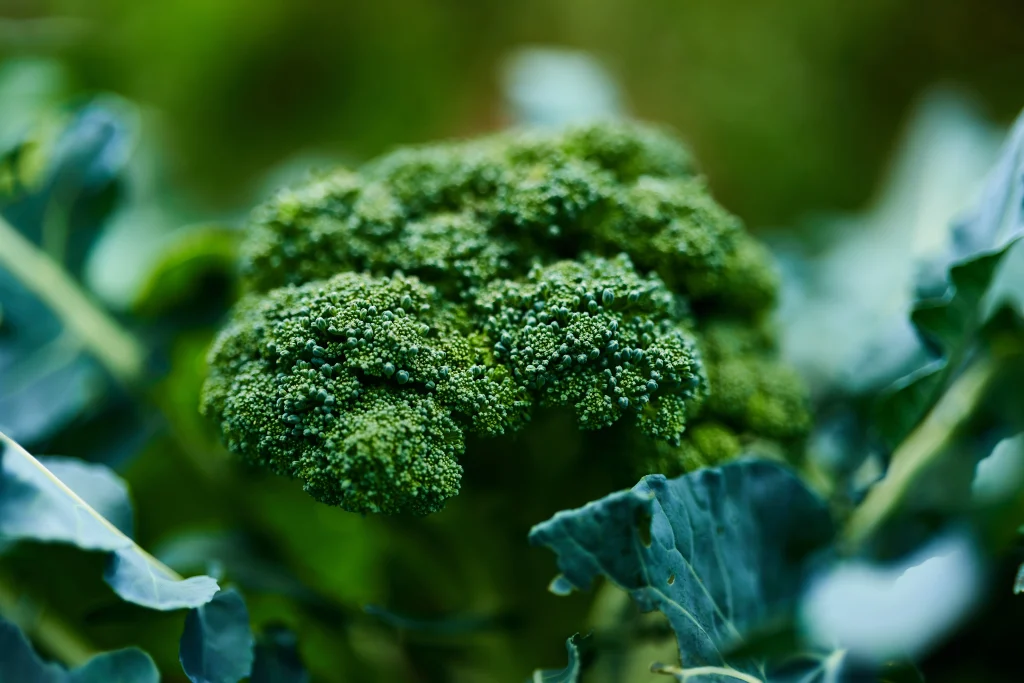 Broccoli in an edible garden