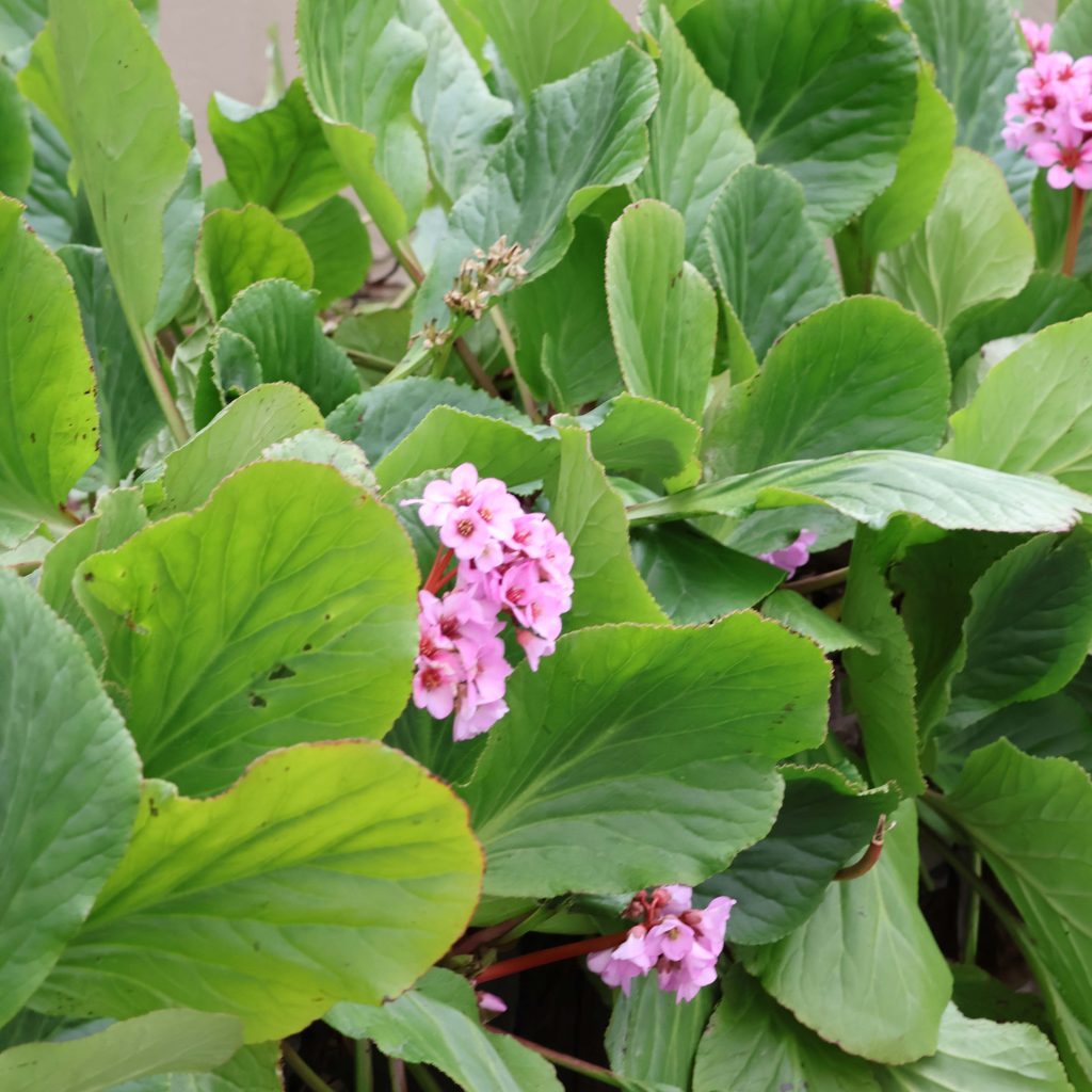 Bergenia cordifolia