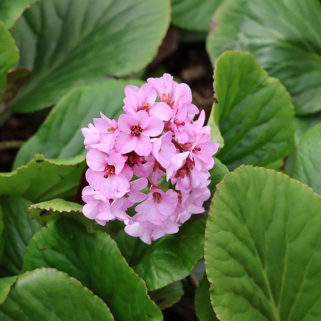 Bergenia cordifolia