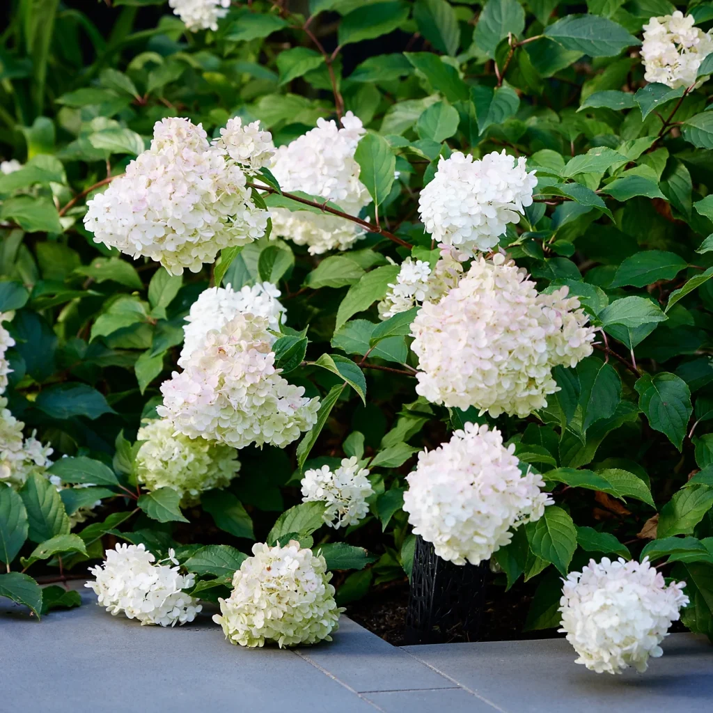 Hydrangea paniculata 'Sundae Fraise'