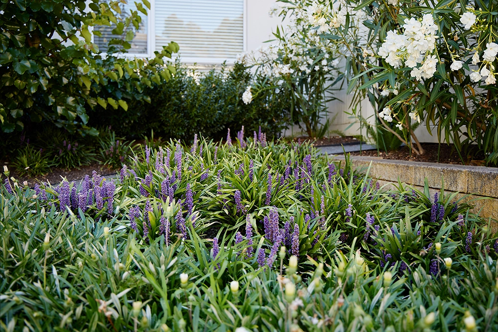 Purple Liriope flowers and greenery 