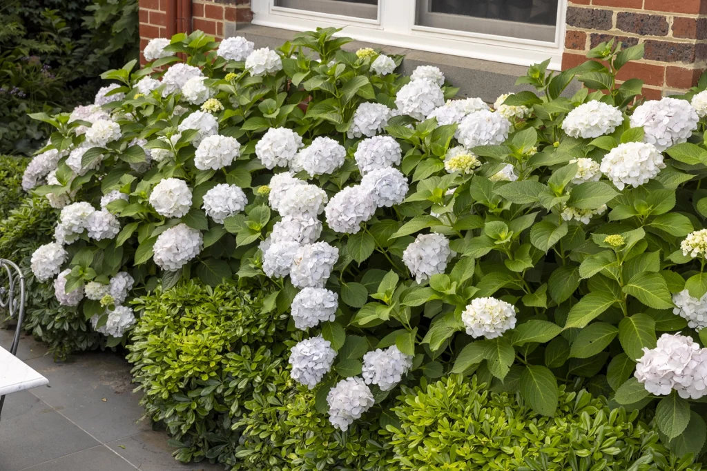 White Hydrangea flowers and greenery