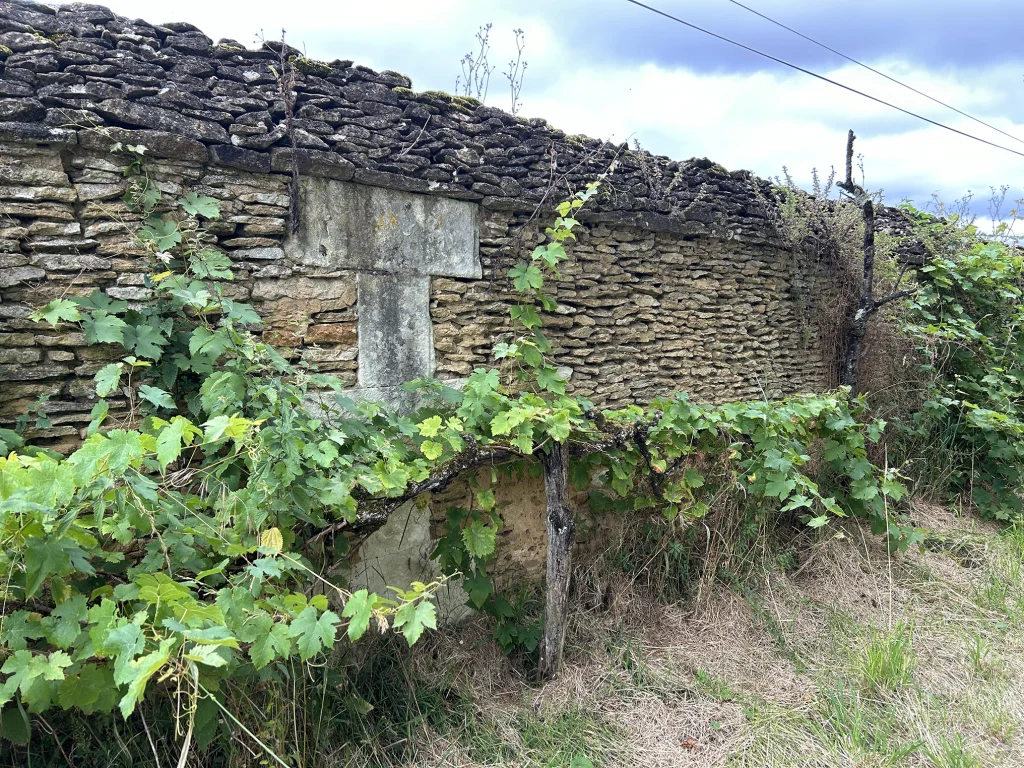 A historical wall with a creeping plant  growing along it