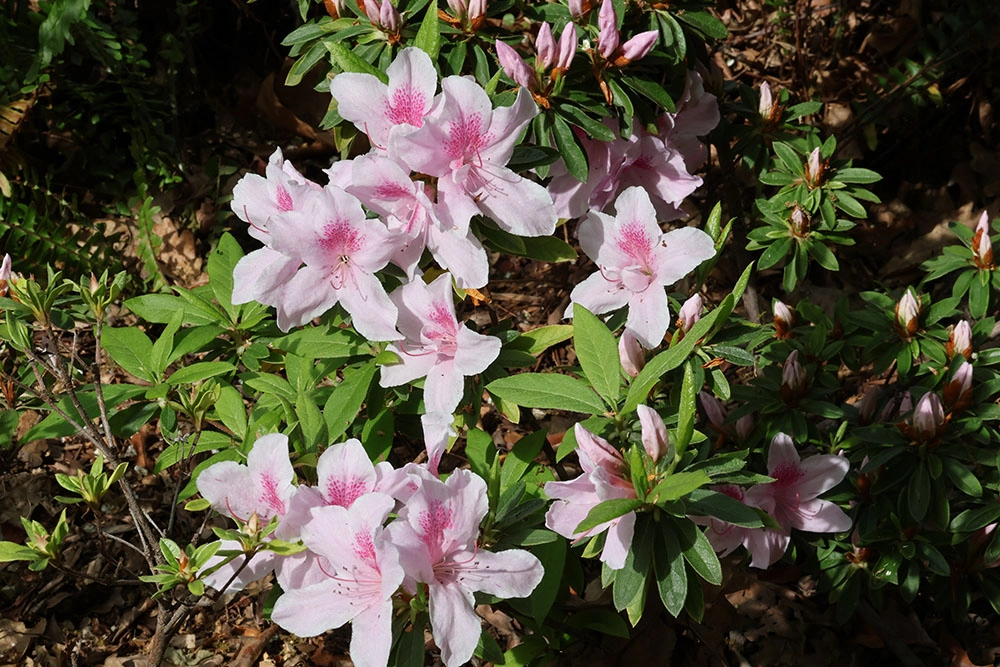 Azaleas: Light pink Rhododendron indica ’Alphonse Anderson’, otherwise known as Azalea ‘Alphonse Anderson’