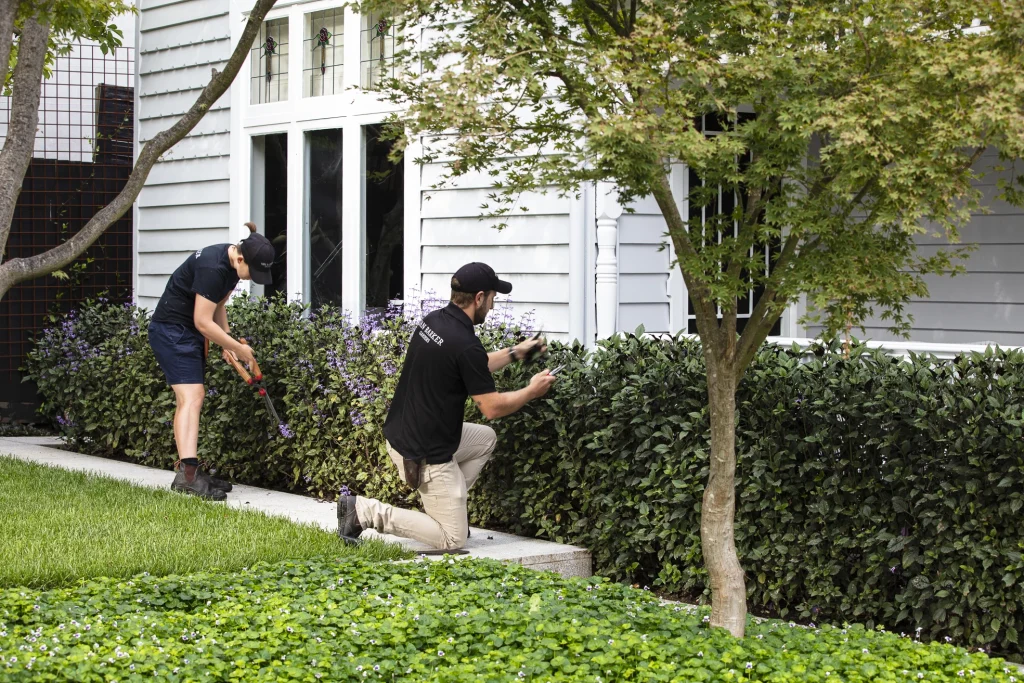 Two team members pruning a small hedge.