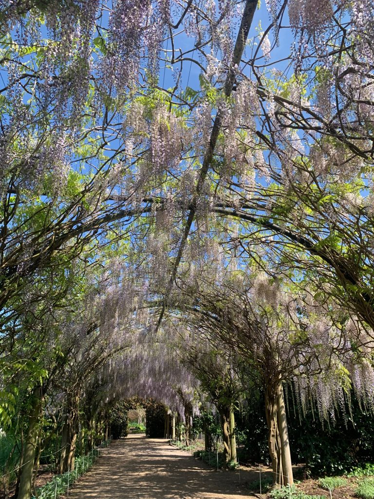 Wisteria floribunda ‘Longissima’ in the arbour tunnel at Alowyn Gardens. 