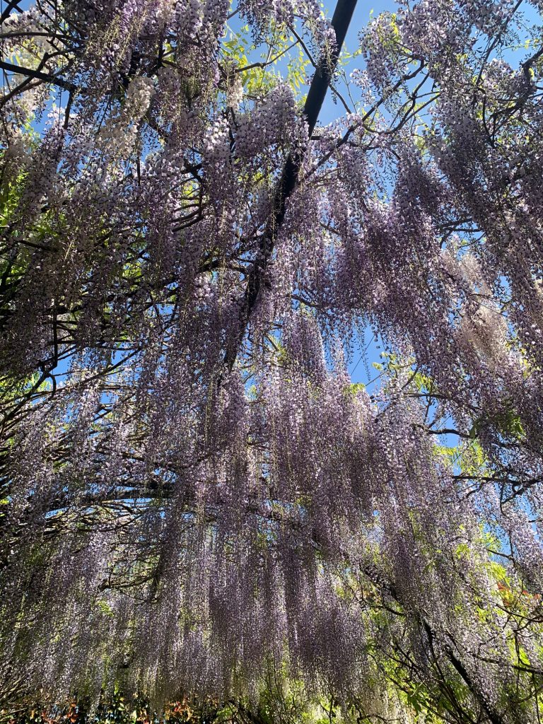 Wisteria floribunda ‘Longissima’ in the arbour tunnel at Alowyn Gardens. 